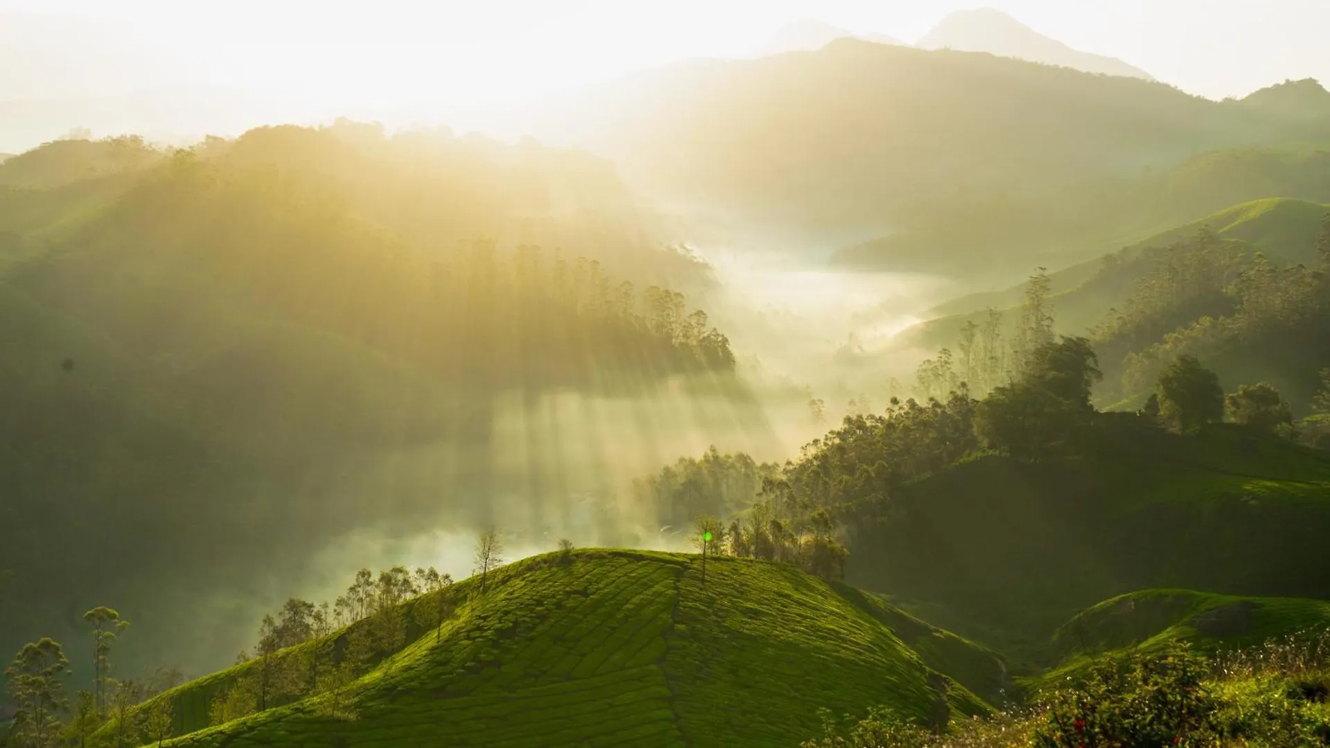 Camelot Resort Munnar India